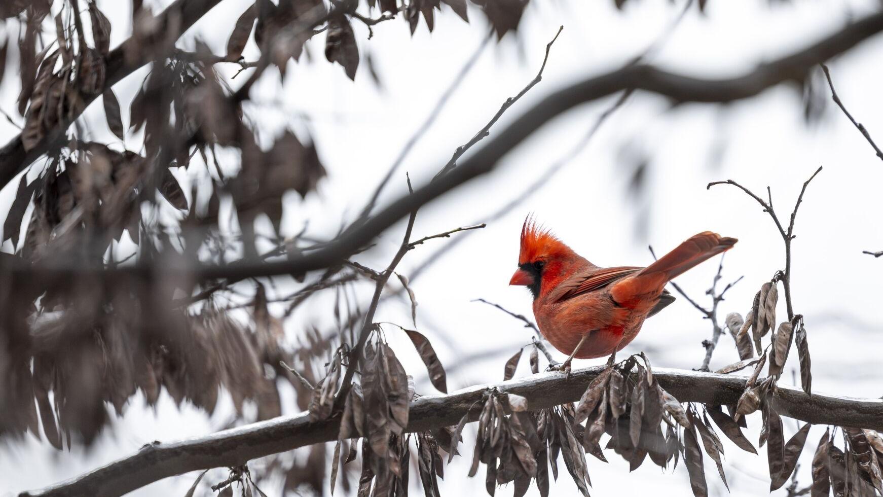 St. Louis is still awaiting its first freeze. It will be among the latest ever.